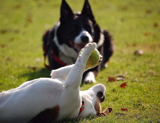 Dogs and ball play