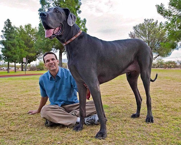 Giant George Biggest Dog