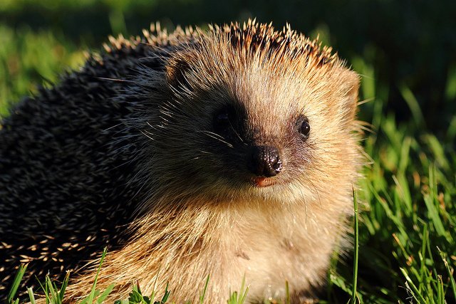 Hedgehog face and eyes in grass