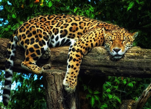 National Animal of Brazil Jaguar