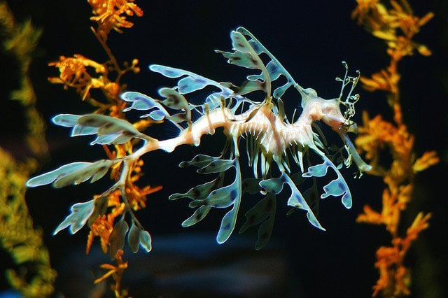 Leafy Sea Dragon - Deep sea fish