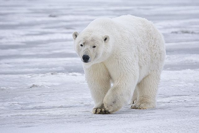 Polar Bear Biggest Carnivore
