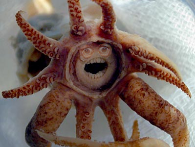 Promachoteuthis sulcus Squid