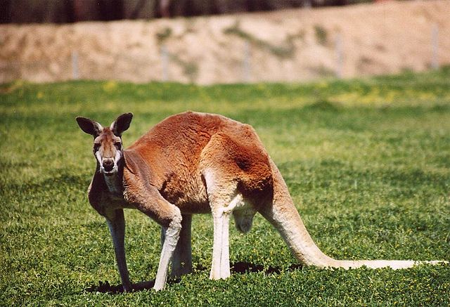 National Animal of Australia Red Kangaroo