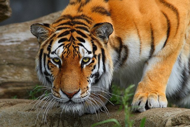 Royal Bengal Tiger India National Animal