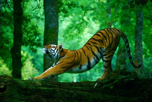 Siberian Tiger - The Amur Tiger Biggest Cat