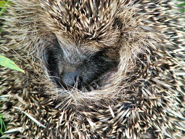 hedgehog babay care