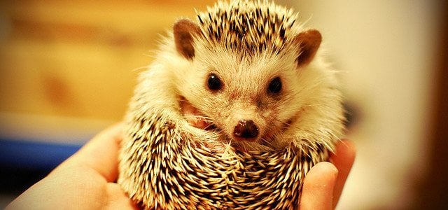 curled hedgehog in hand