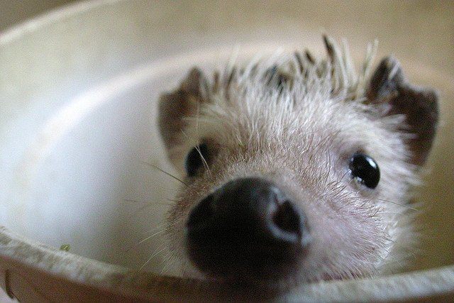 Baby hedgehog cute closeup