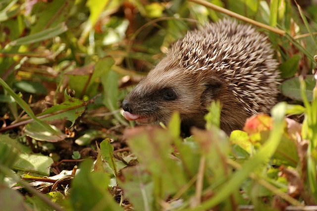 hedgehog in leaf garden
