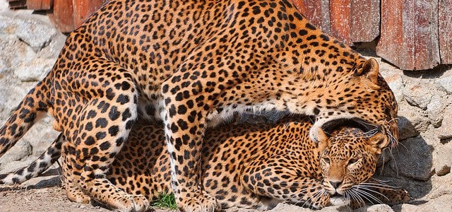persian leopard love bites
