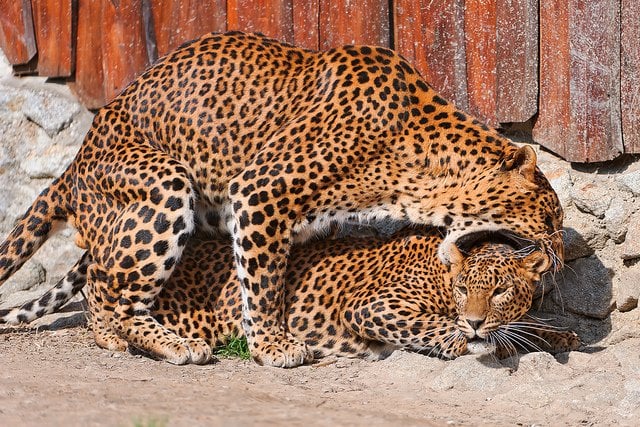 persian leopard love bites