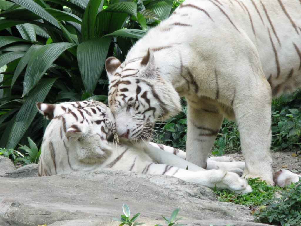 affectionate white tigers