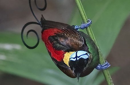 Bird of Paradise colorful