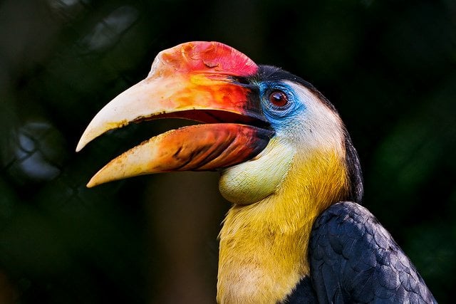 Colorful hornbill