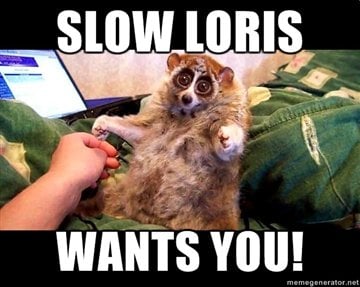 Slow Loris Wants YOU