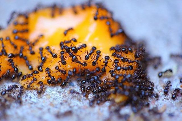 million ants per human