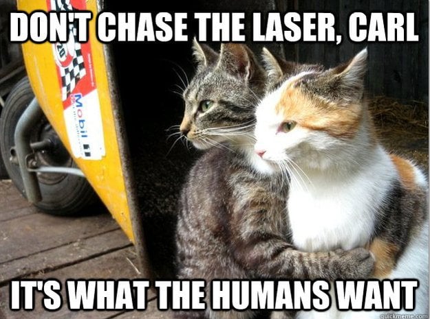 cat memes laser