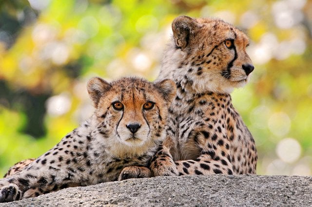 cheetah as pets