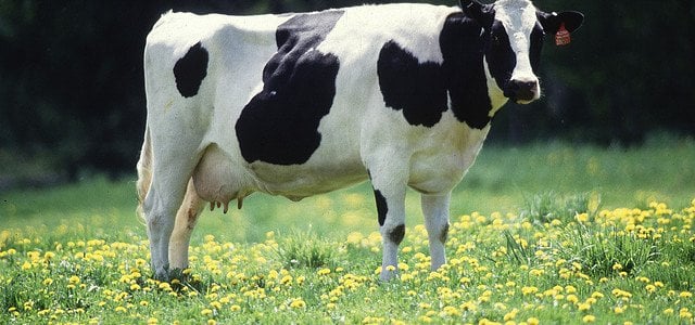 cow gives 200000 milk glasses