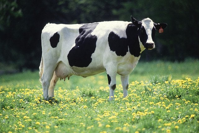 cow gives 200000 milk glasses