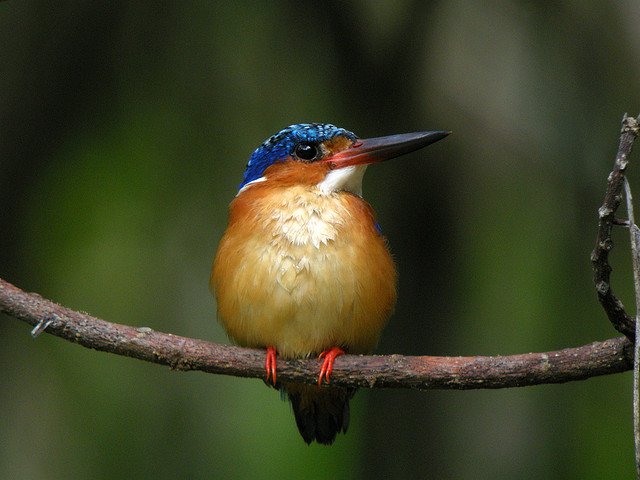 Multicolored kingfisher on tree