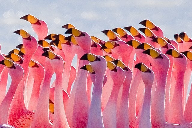 group of pink falmingos with yellow and black beaks