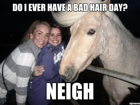 ridiculously photogenic horse meme