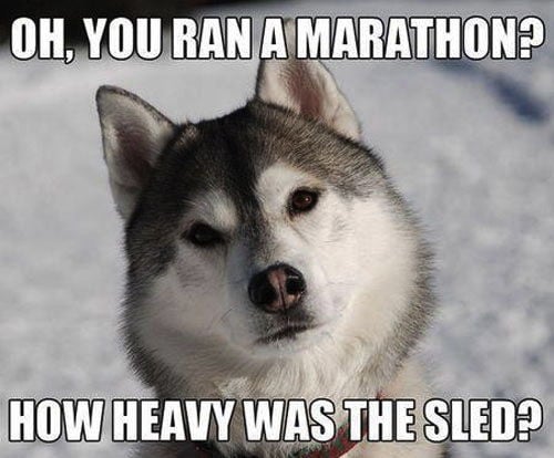 sled dog meme