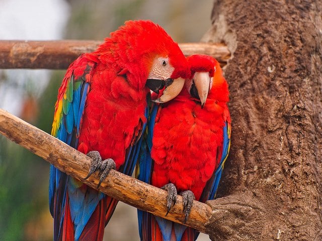 two-colorful-Macaw-birds-tree