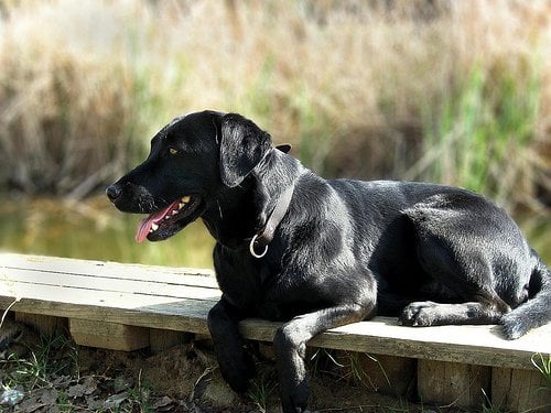 Labrador is the most popular dog in USA