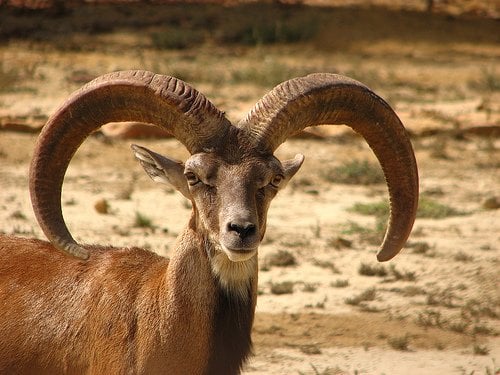 Argali Sheep with maginificient horns