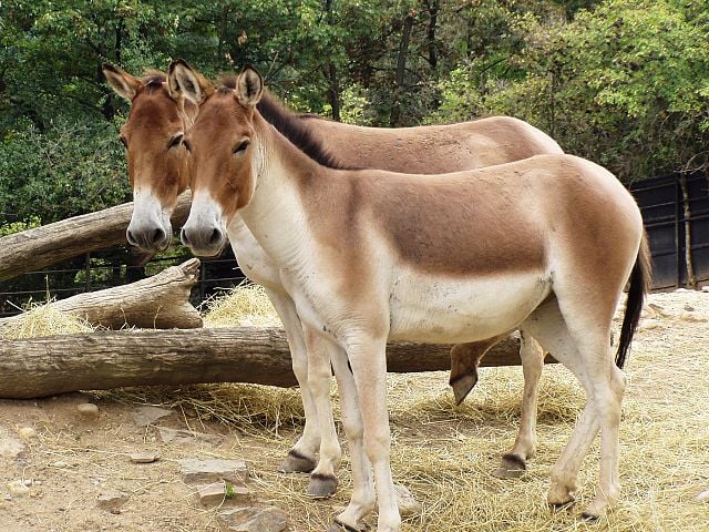 Equus kiang holdereri in himalayas