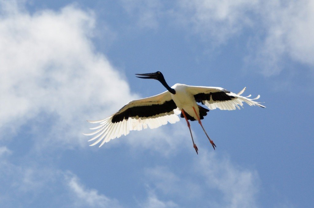 Tibetan black necked crane