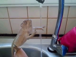 chameleon likes drinking tap water