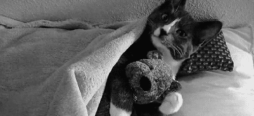cuddle kitty sleeping with real teddy bear