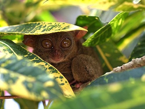 cute photos of animals with big eyes