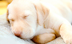 cute animal gif with sleepy puppy eyes