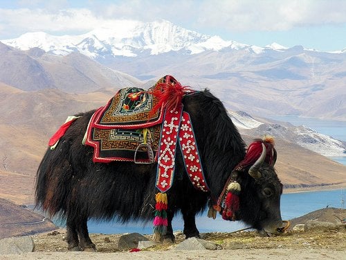 domestic yak in tibet