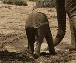 baby elephant falls on mud