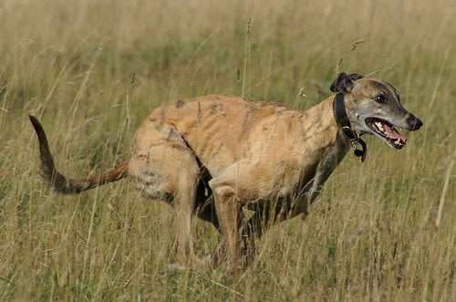 fastest dog greyhound reaches 45 mph