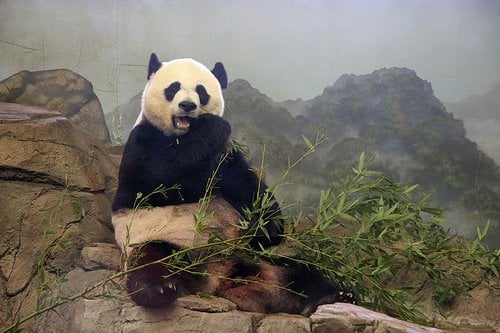 giant panda on himalayan mountain