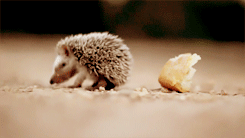 hedgehog is not hungry today
