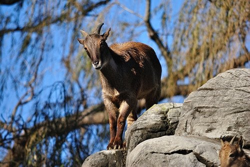 himalayan tahr standing on a rock