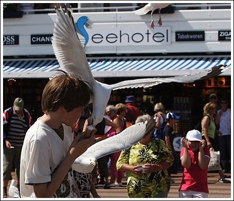 birds steal ice cream