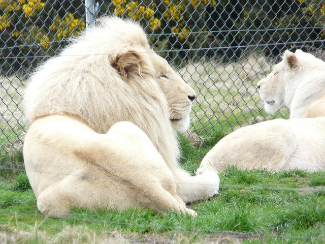 white lion and lioness