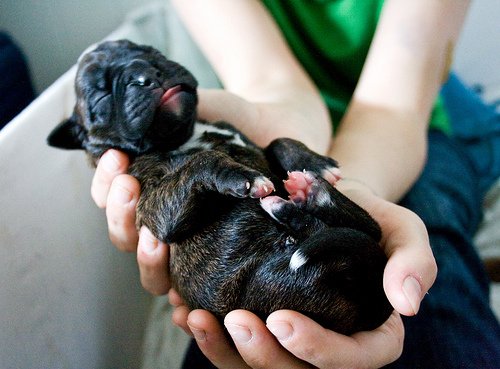 newborn puppy born blind and deaf