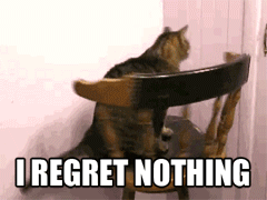 Cat regrets nothing