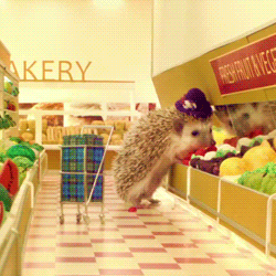 hedgehog shops in a hedgehog store