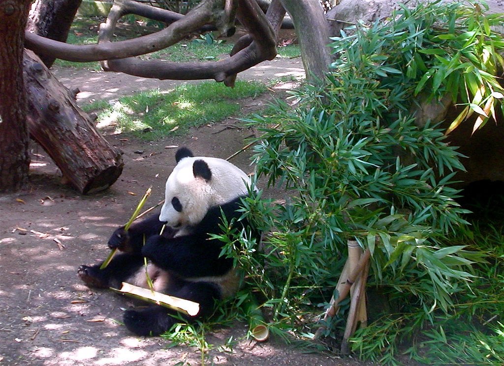 Panda's legendary tale
